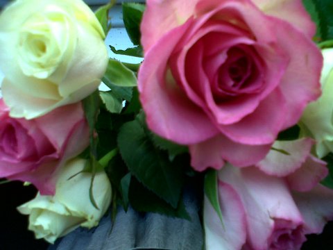 Birthday Roses