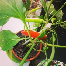Growing chillies IMG_20140906_183642