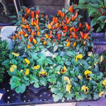 Capsicums and pansies IMG_20140921_135204