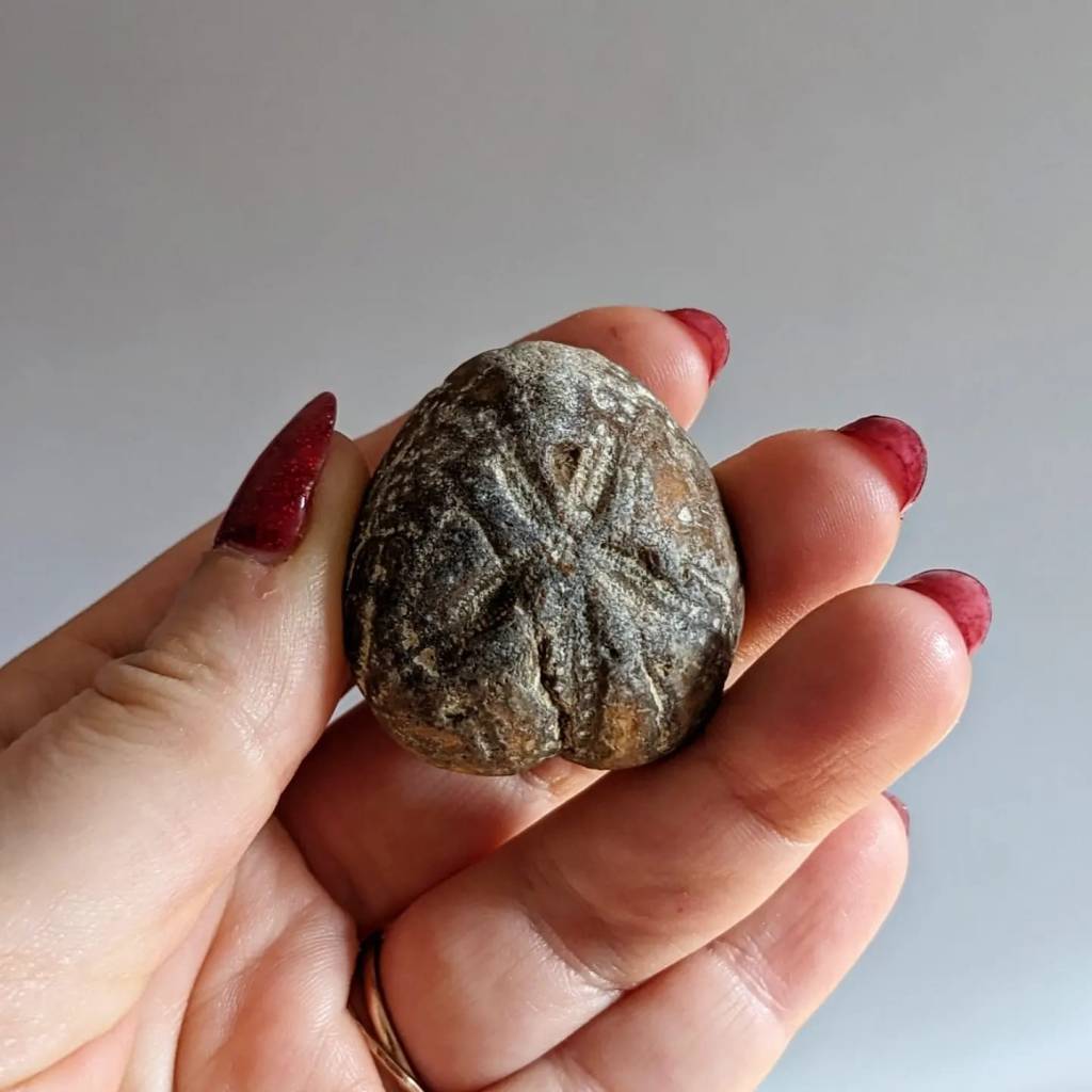 The fossil of a sea urchin's skeleton. 