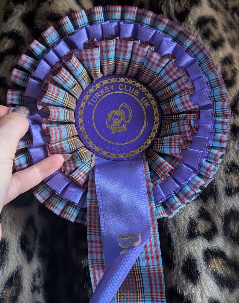 A purple and plaid rosette ribbon awarded by the Turkey Club UK, held by a hand against a leopard-print background.