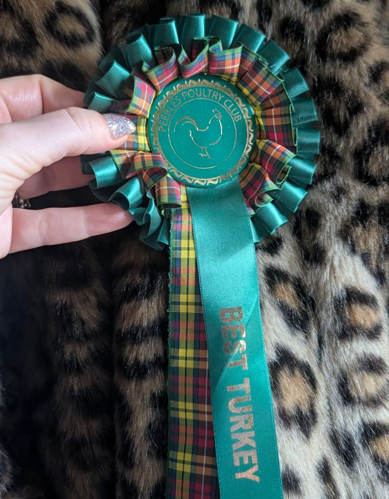A close-up of a blue and plaid award ribbon featuring a circular emblem that says 'Peters Poultry Club' with a hen icon, alongside a teal ribbon labeled 'BEST TURKEY'. The ribbon is held against a furry leopard-print background.