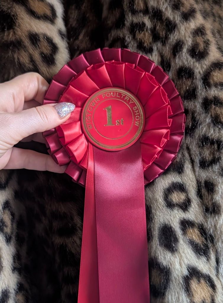 A hand holding a red rosette ribbon labeled '1st' for a poultry show, set against a leopard print background.